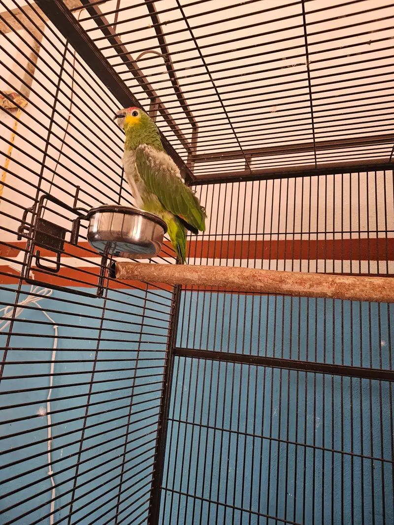 Un loro verde de mejillas amarillas posado en una percha de madera dentro de una jaula, junto a un comedero metálico, con paredes pintadas de azul y naranja al fondo.