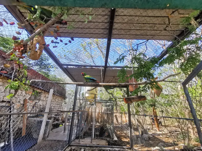 Dos guacamayas de plumaje verde posadas en una rama larga dentro de un aviario amplio, con juguetes de madera colgando del techo y árboles al fondo.