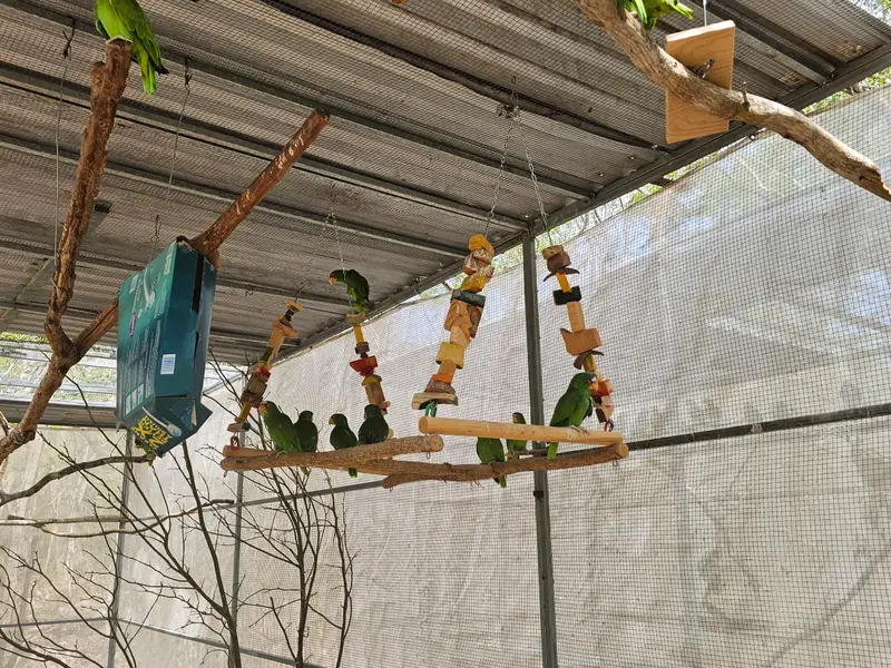 Varios pericos verdes posados en un columpio de madera con juguetes colgantes, dentro de un aviario cubierto con malla sombra.