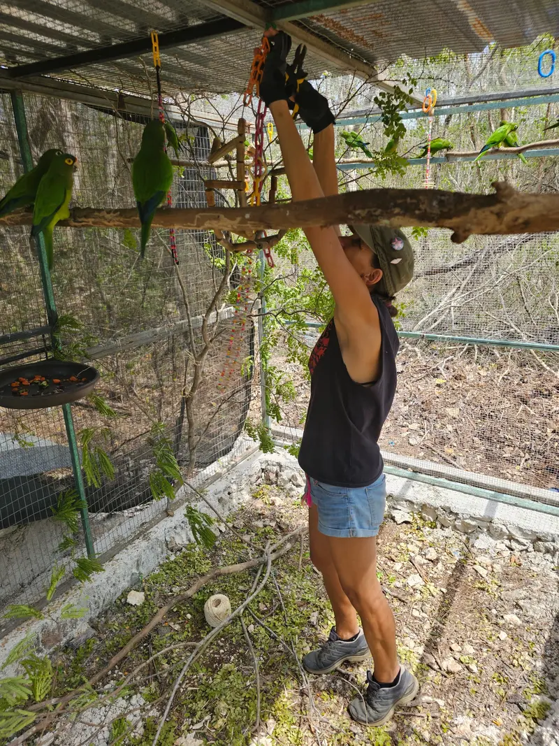 Una mujer con gorra cuelga una rama del techo de un aviario mientras varios pericos verdes de frente naranja observan posados en una percha.